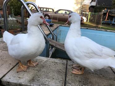 What a happy pair of ducks!