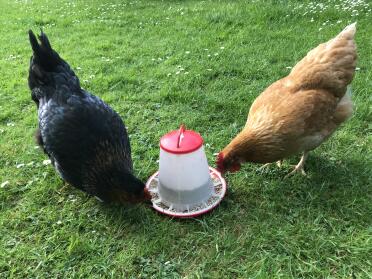 Eton Plastic Poultry Feeder 