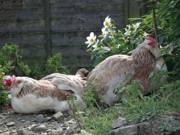 Two salmon hens.