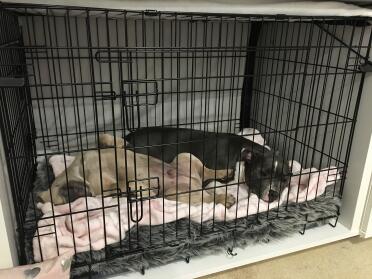 Frenchies and staffys love to snooze in the fido studio!