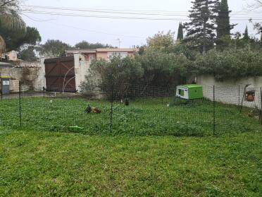 Omlet Eglu Cube Large Chicken Coop and Omlet Chicken Fencing in Garden