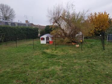 Give your chickens more space with the chicken fencing!