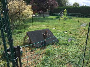 Chicken in garden with Omlet Chicken Fencing