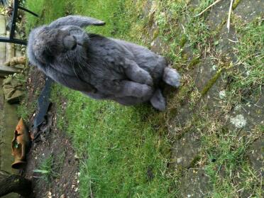 Flemish giant rabbits are so adorable!