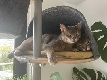 The Freestyle Den is big enough for both my cats!