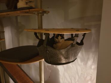 Cats can find a variety of spots to relax on the cat tree