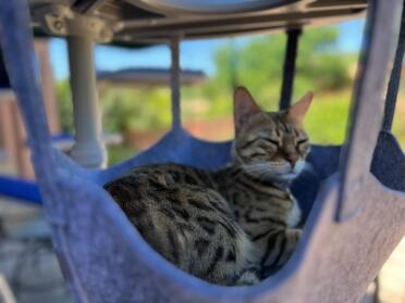 Sleepy Taiga in the hammock