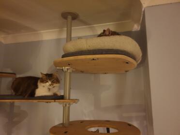 Cats can feel safe on these high shelves