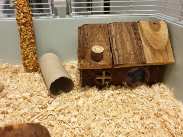 What a sweet home for a hamster!