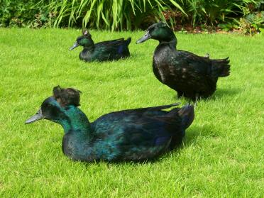 Crested Cayuga, Hawkeye, Cora & Alice