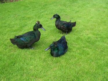 Crested Cayuga, Hawkeye, Cora & Alice