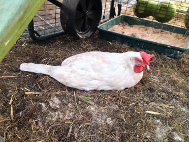 Flo dust bathing