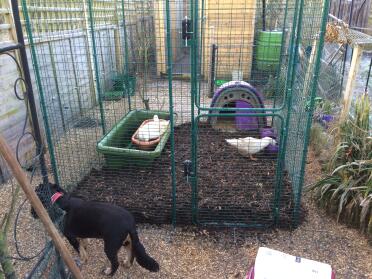 Girls in their new pen