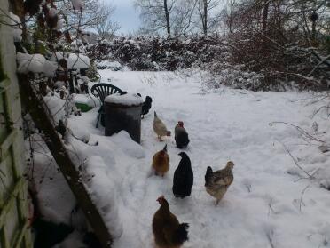 morning stroll in the snow!