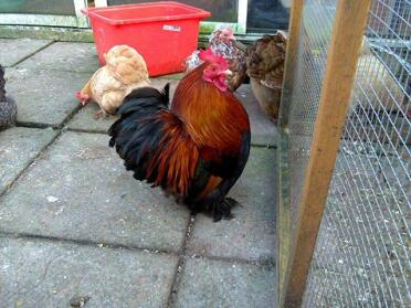 pekin cockerel