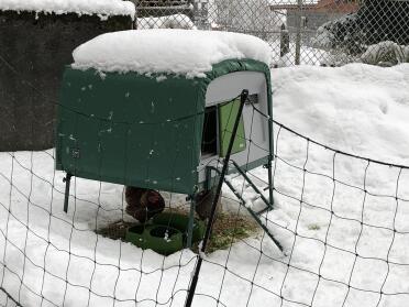 Hens and Snow!!!