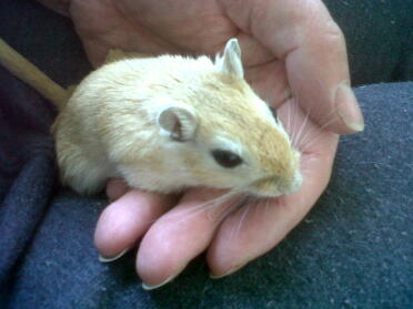 Gerbils are so much fun to play with!