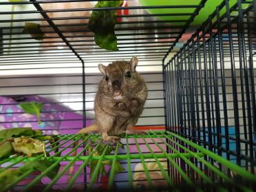 Gerbil in cage