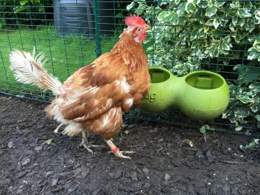 Mabel having a refreshing drink from her glug. 