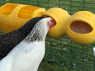 Chooks love their grub!