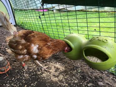 Mabel tucking in to her grub. 