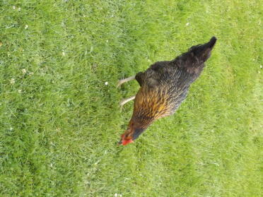 goldie enjoying the grass