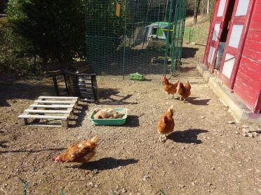 Large pen, new Eglu Cube and pullets delighted with their new home