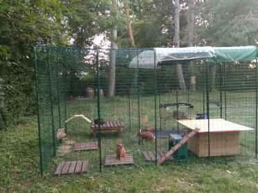 Omlet Walk in Rabbit Run in Garden