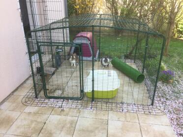 Rabbit in Omlet Outdoor Rabbit Run with Omlet Zippi Tunnel and Omlet Purple Eglu Go Rabbit Hutch