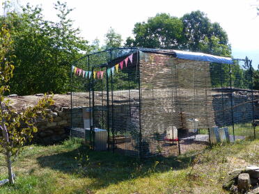 Omlet Walk in Chicken Run in the Garden