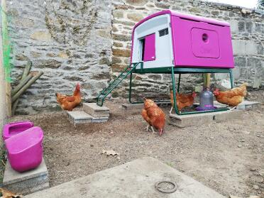 Omlet Purple Eglu Cube Large Chicken Coop with chickens