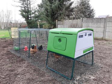 The cube makes a lovely home for these hens!