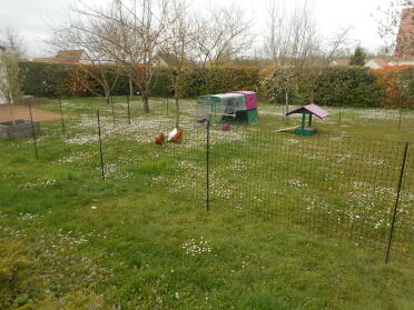 Give your chickens more space with the chicken fencing!