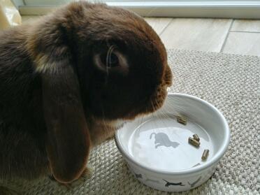 Rabbit eating from bowl