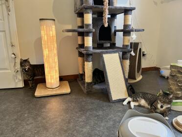 My little ones in front of the scratching post 