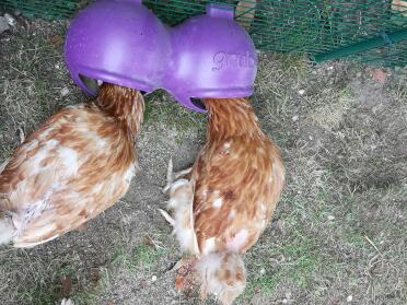 Our new rescue hens love feeding from their Grub feeder