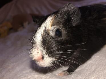 What a sweet baby guinea pig!