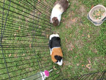 Guinea pigs are such friendly animals!