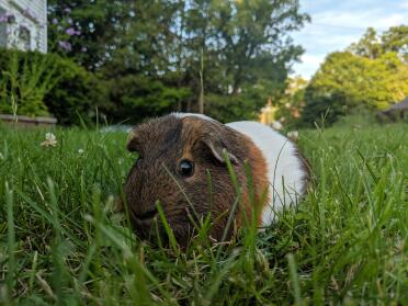 Sherlock playing in the grass. 