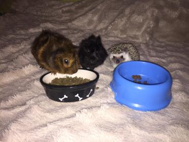 My hungry little fluffs 