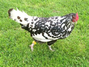 Silver spangled hen