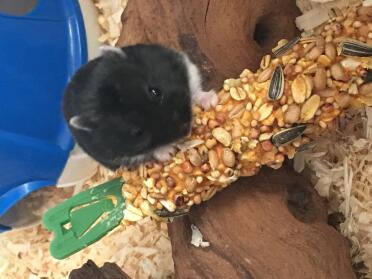 That's a huge treat for a little hamster!