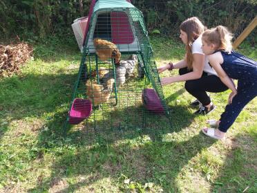 Happy Chickens =Happy Granddaughters ????