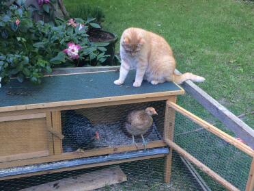 Cat + chickens 