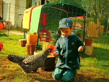 Children love keeping chickens!