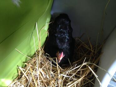 Chicken sat in Eglu Cube