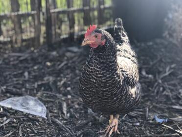 what a pretty hen!