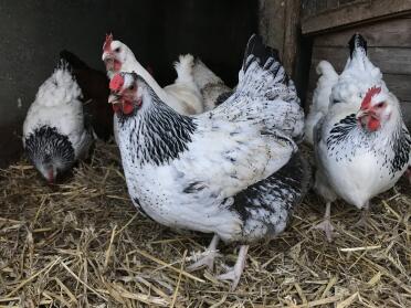 how about getting more hens for your flock?