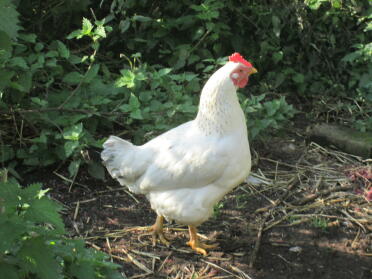 White star hen