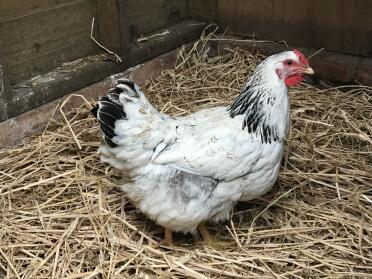 Chicken in hay